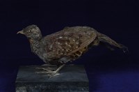 藏品(竹雞)的圖片